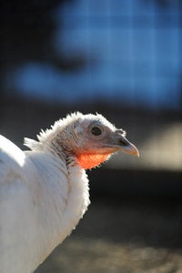 Coco the domestic turkey