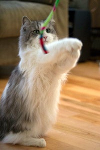 George the cat who hates other cats playing with a toy