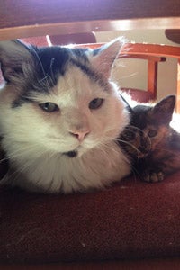 JJ the community cat and Gracie the kitten snuggling in San Antonio