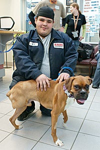 Oscar the boxer, a favorite dog with Salt Lake County Animal Services staff, got his own home