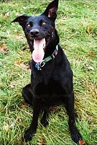 Lugar, who is receiving search and rescue training, in his new home