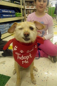 Friends of Homeless Animals dog Maggie munching on a treat