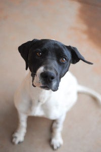 Miller the dog who provided blood for another dog's transfusion