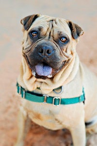  Ori-pei dog named Miss Missouri