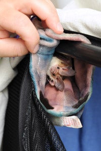 Pallid bat at Wild Friends