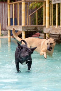 Dogs playing at Paradise Ranch 2