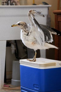 Finn the California gull gets ready to fly