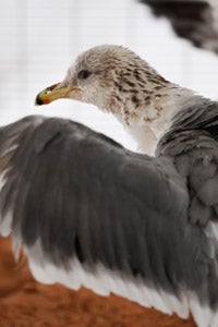 Finn the California gull at Best Friends Animal Society