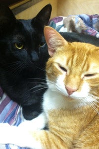 Best Friends Animal Society Henri and Sherbert