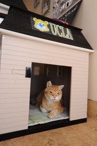 Sunny the cat loves his new UCLA house at Best Friends