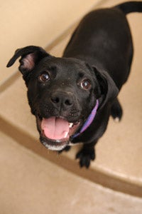 Future therapy dog, a black Lab pup