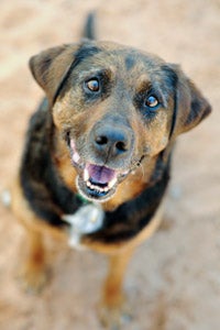 Winchester the dog named after spectacular volunteer Fred Winchester 