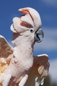 The fabulous Seppi the Moluccan cockatoo