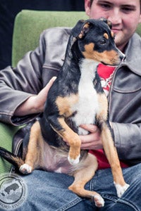 Daisy the dog from Valley River Humane Society