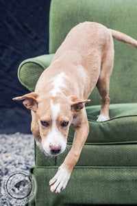 Gumby the dog from Valley River Humane Society