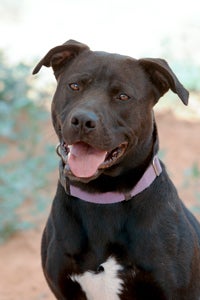 Piston the black pitbull dog