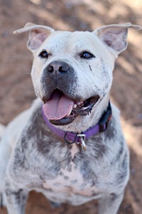 Yogi the dog who received dental care and now has a great smile