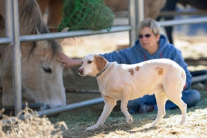 Dee Willner with Zena the shy dog visiting the horses