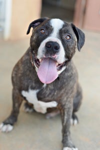 Sherman the dog who has lost 30 pounds