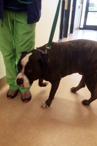 Sherman the American bulldog mix dog was overweight