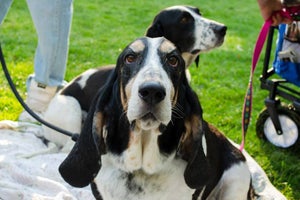 Jack the basset hound