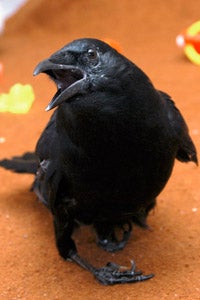 Annabel the crow who has twisted legs