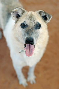 Ymza the dog, a shepherd mixed with whippet or greyhound