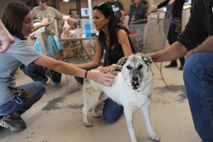 Ymza the shepherd mix visiting with a bus tour