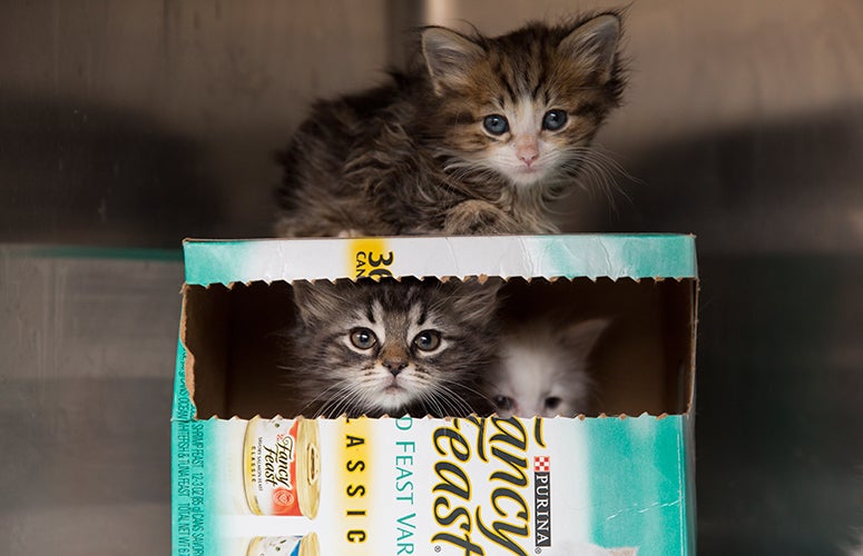 Kittens in a box