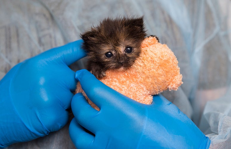 Newborn kitten with stuffed animal