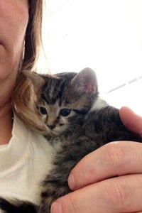 Baby kitten being held by a woman