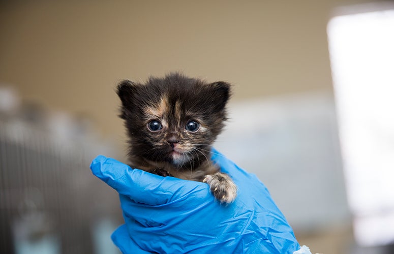 Super tiny calico kitten