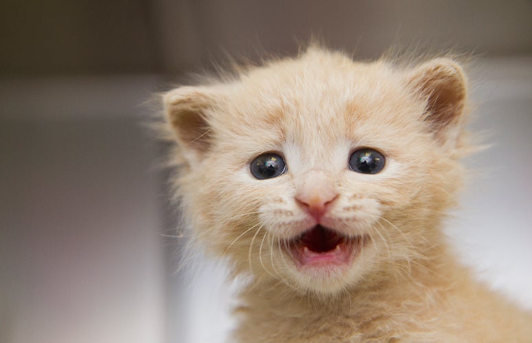 Tiny yellow kitten yelling