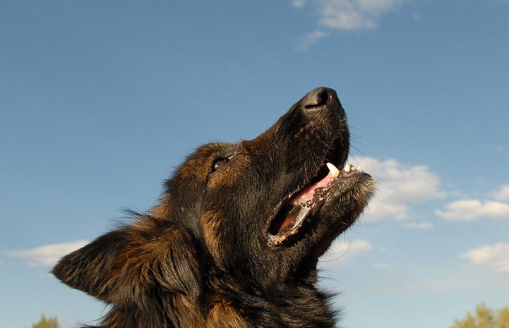 Dog staring up at the blue sky on National Dog Day