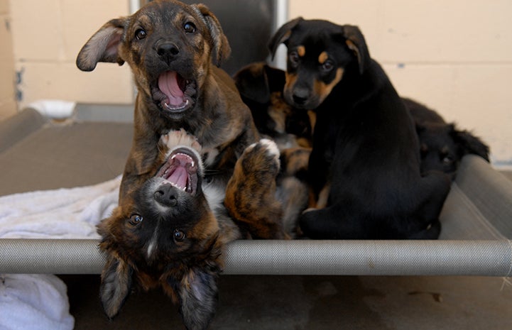 Puppies playing