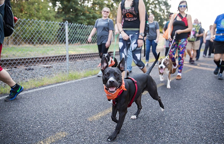 Pit bull terrier type dog walking in Strut Your Mutt