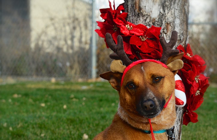 Woody the brown dog is available for adoption from Utah Valley Animal Rescue.