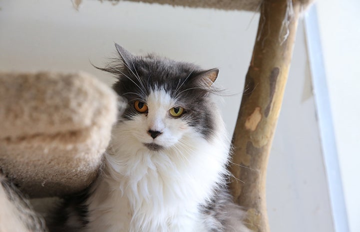 Stella the white and gray cat is available for adoption from Colony Cats.