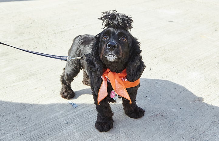 Black cocker spaniel with fur in bun at Strut Your Mutt 