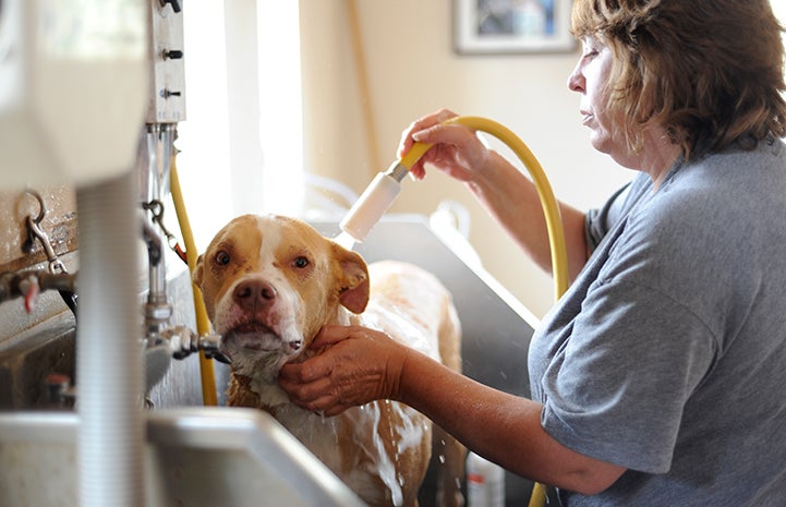 Dog getting a bath