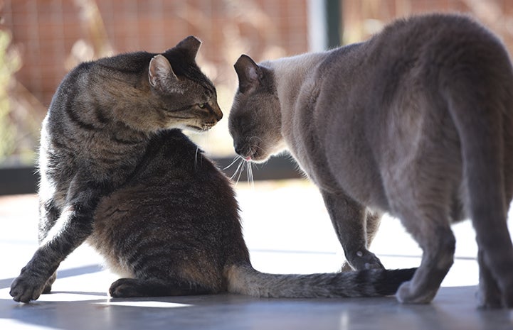 Major the cat is gentle and loving with other cats