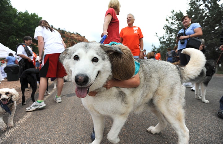 Malamute dog being hugged at Kanab Strut Your Mutt