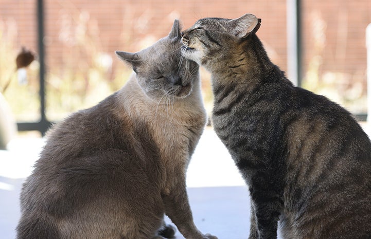 Major is really loving with other cats