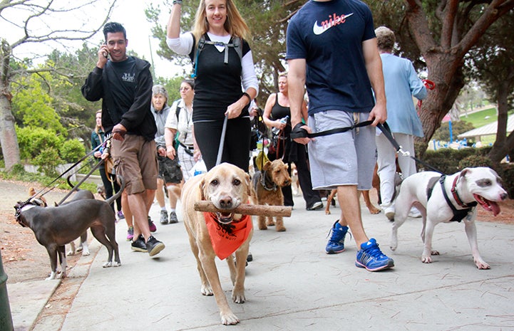 Yellow lab holding a stick in is mouth at Strut Your Mutt