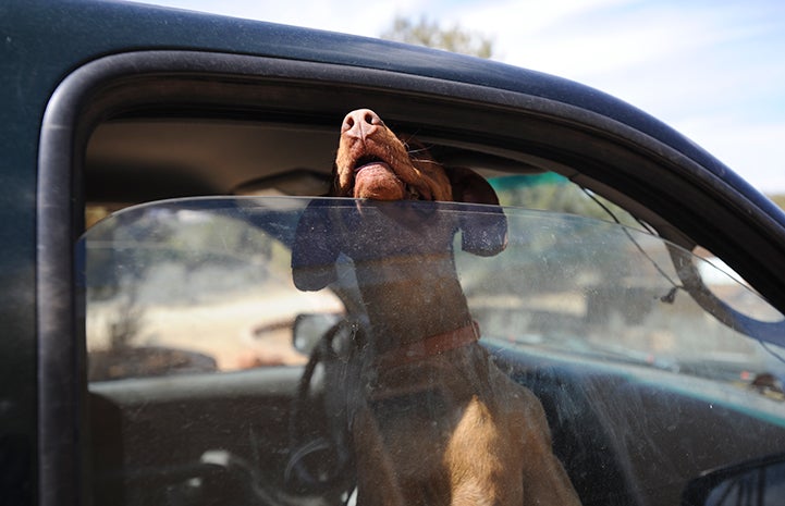 Dachshund on a car ride sticking her head out the window