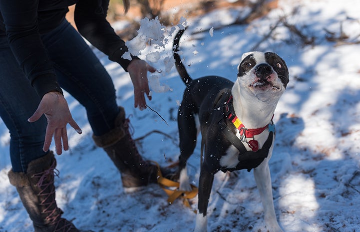 Jessie enjoys a winter wonderland at the Sanctuary