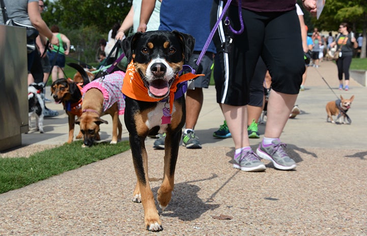 Smiling dog in orange bandanna at Strut Your Mutt