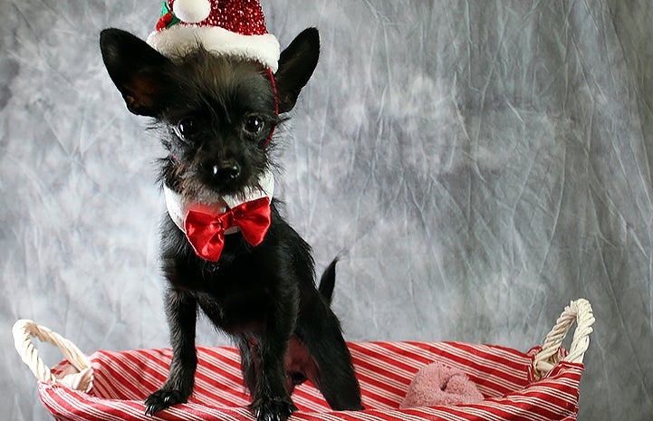 Buddy the small black dog is available for adoption from the Kentucky Humane Society.