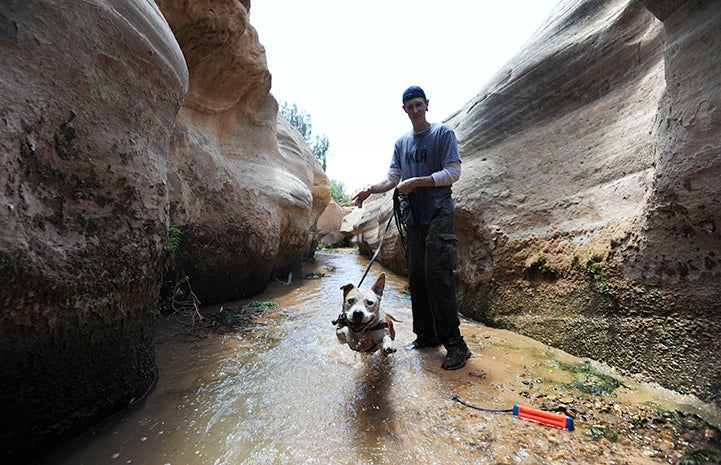 Dog running in a creek