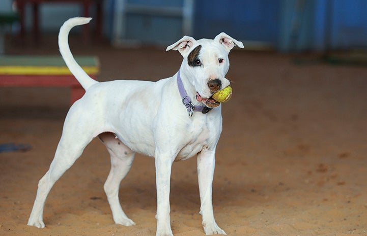 White dog holding a ball in her mouth